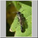 Trypoxylon cf attenuatum - Grabwespe m02 8mm.jpg